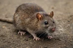 Tratamiento contra ratas y ratones desratización en Cáceres 10001